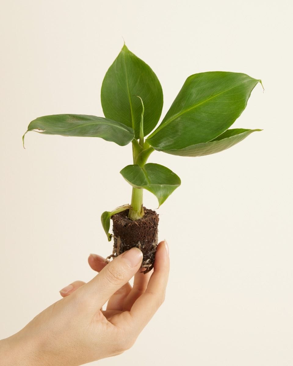 Baby Musa Dwarf Cavendish Banano Banana Tree (Plant)
