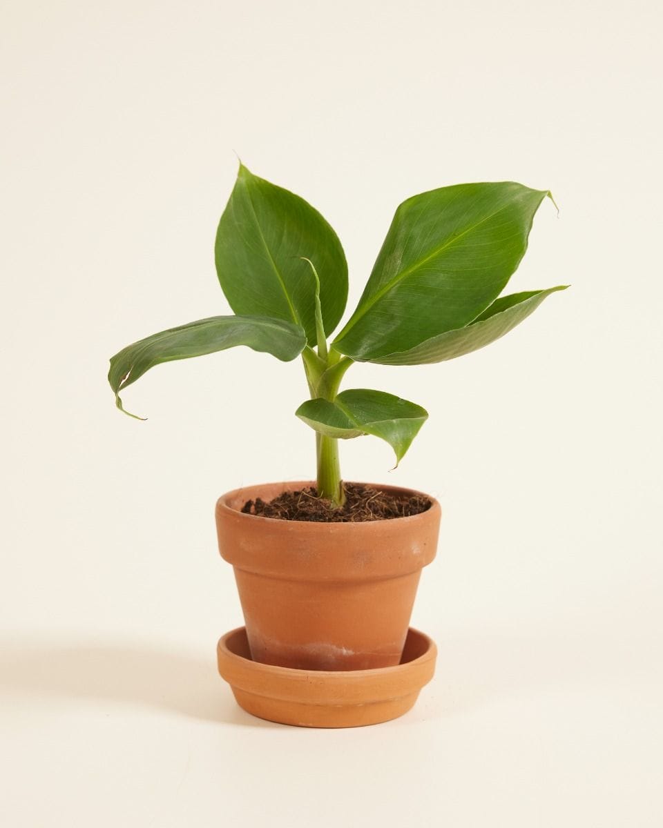 Baby Musa Dwarf Cavendish Banano Banana Tree (Plant)