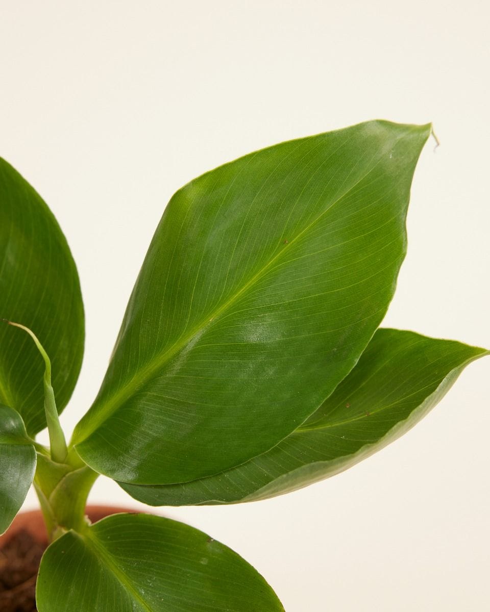 Baby Musa Dwarf Cavendish Banano Banana Tree (Plant)