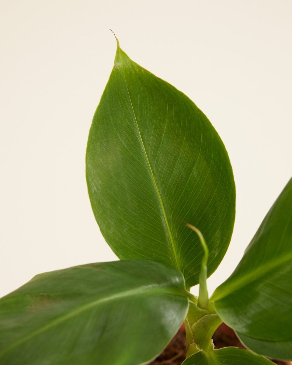 Baby Musa Dwarf Cavendish Banano Banana Tree (Plant)