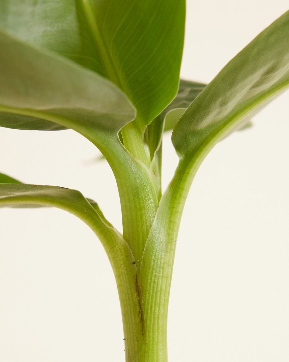 Baby Musa Dwarf Cavendish Banano Banana Tree (Plant)