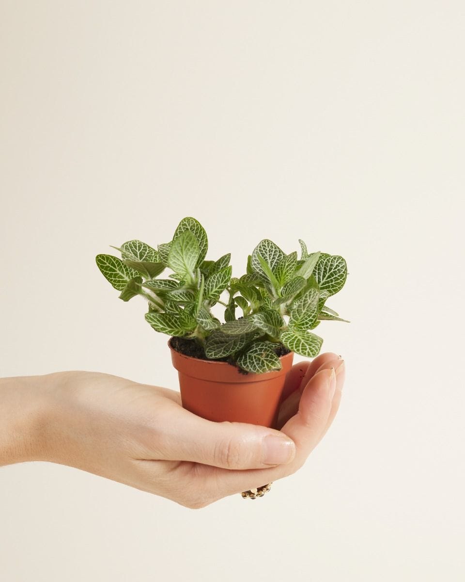 Bebé Fittonia Nerve plant Verschaffeltii