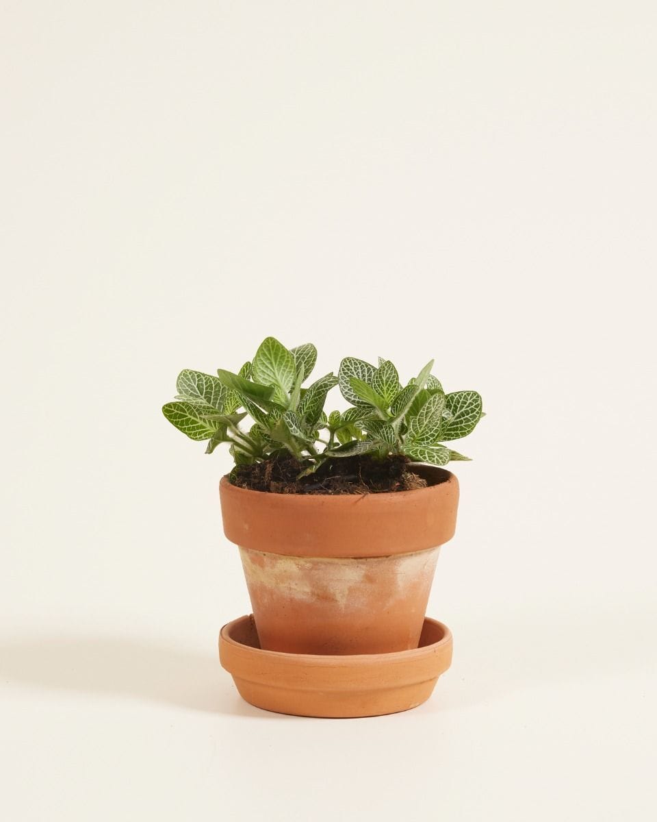 Bebé Fittonia Nerve plant Verschaffeltii