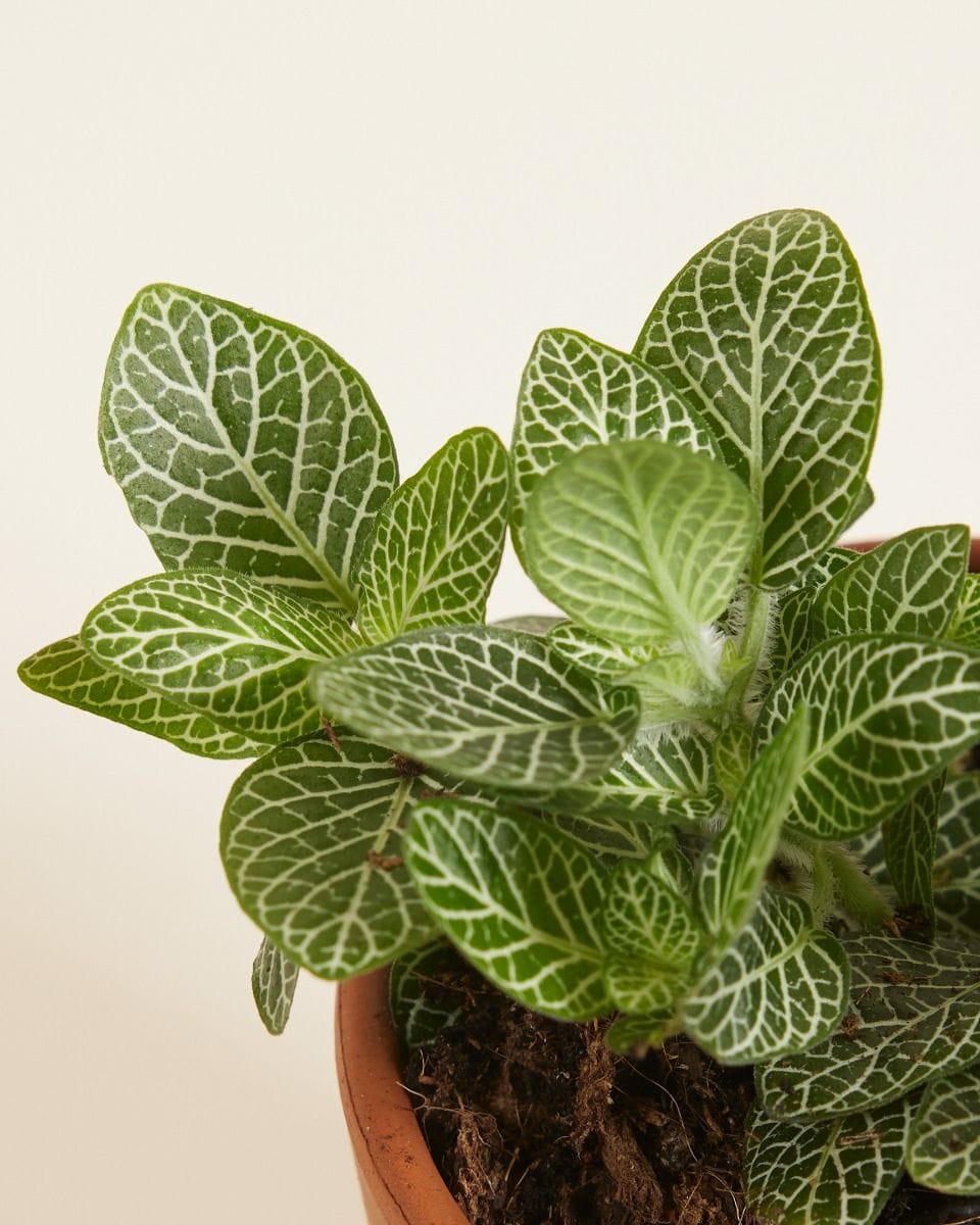 Bebé Fittonia Nerve plant Verschaffeltii