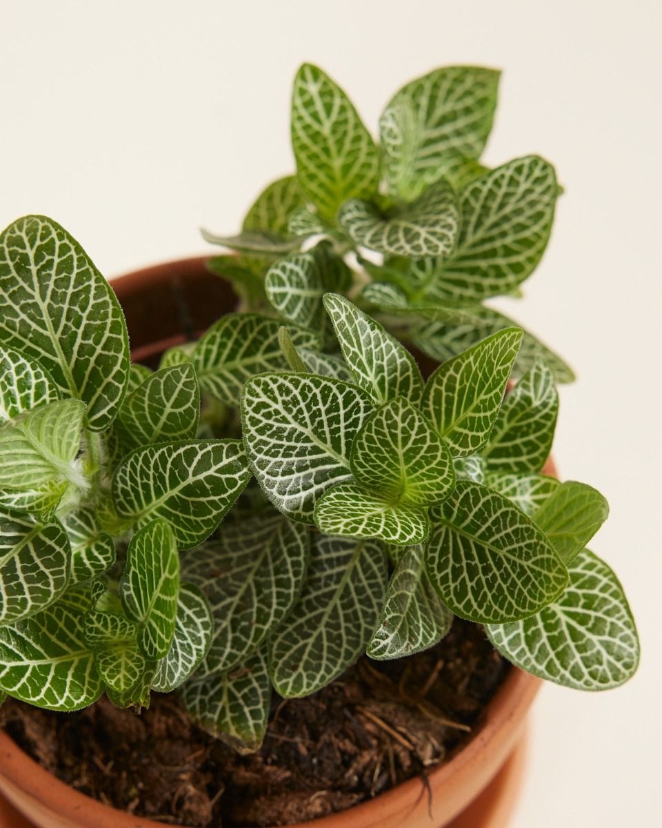 Bebé Fittonia Nerve plant Verschaffeltii