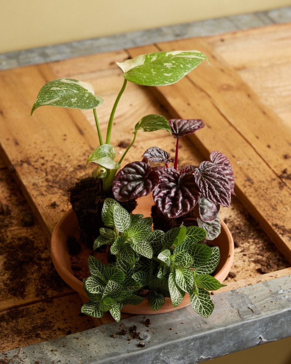 Bebé Fittonia Nerve plant Verschaffeltii