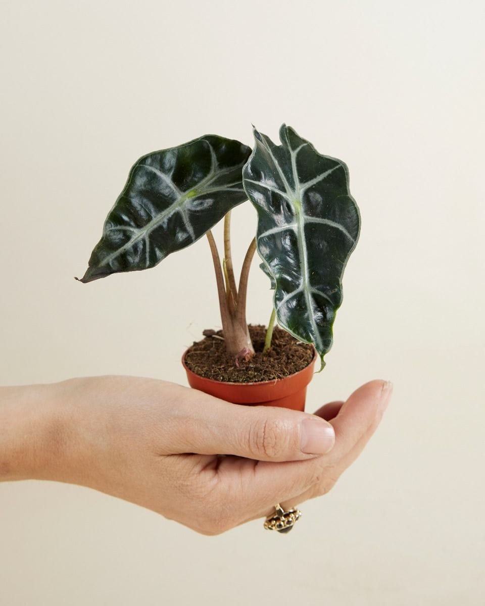 Baby Alocasia African Mask Polly