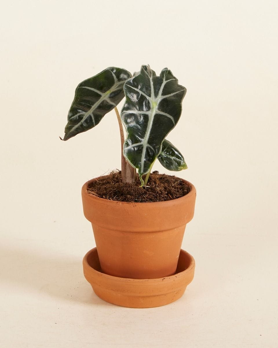 Baby Alocasia African Mask Polly