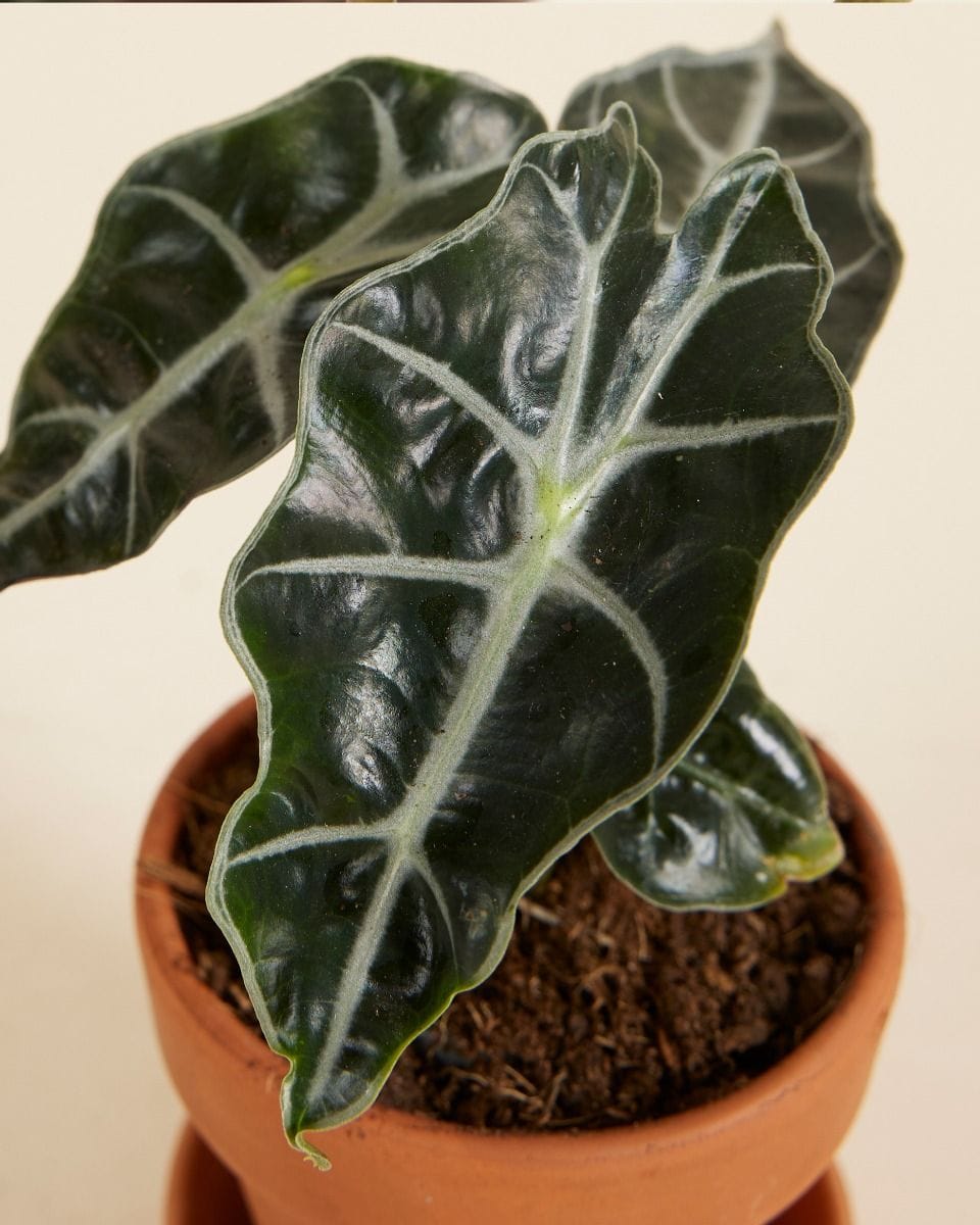 Baby Alocasia African Mask Polly
