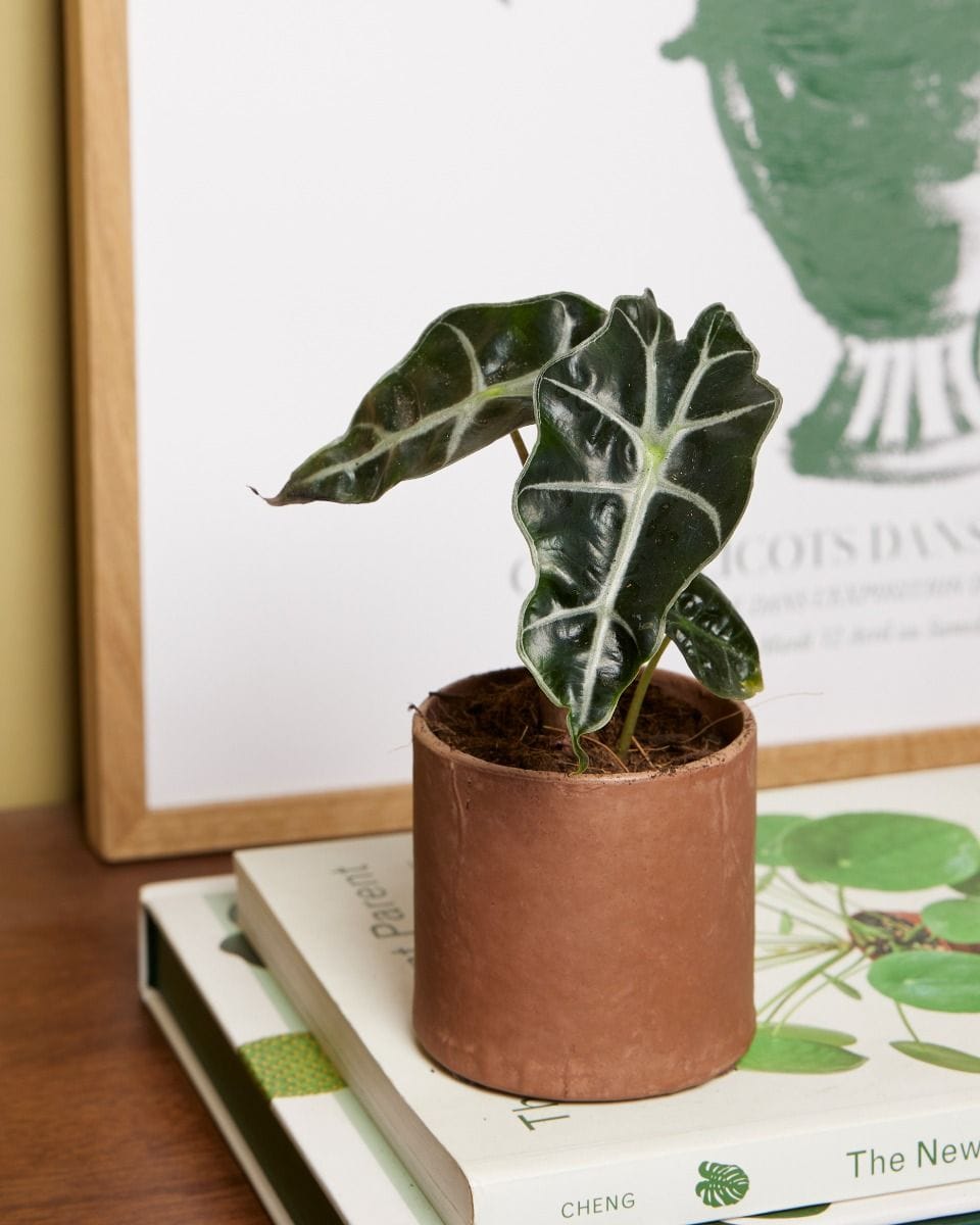 Baby Alocasia African Mask Polly