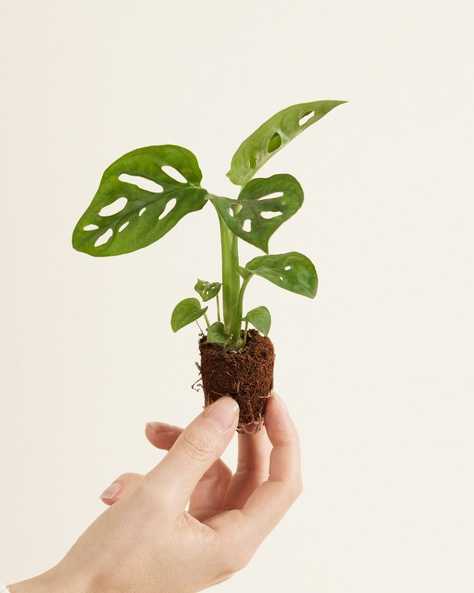 Bébé Monstera Adansonii Plante-gruyère Monkey Mask