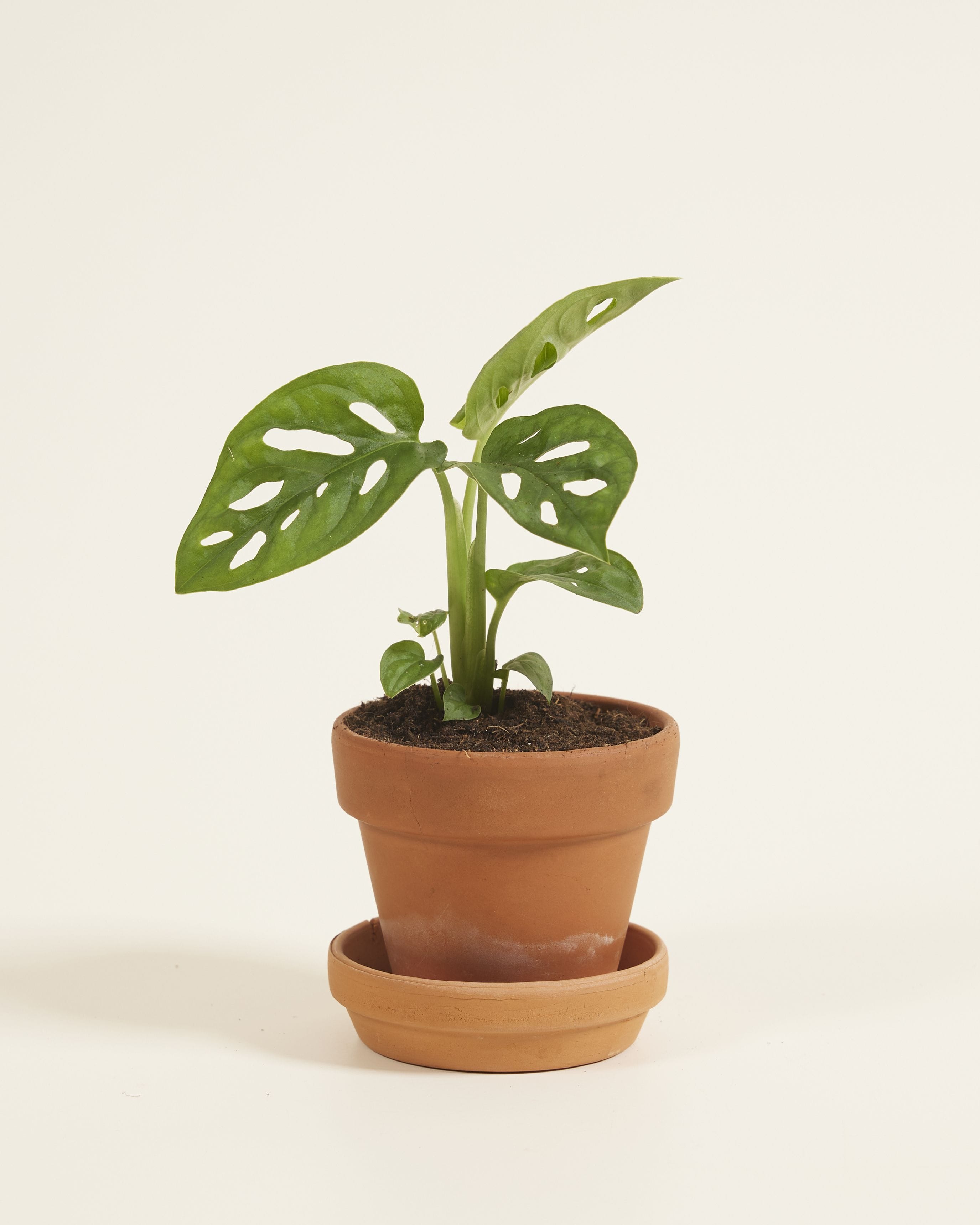 Baby Monstera Adansonii Monkey Mask