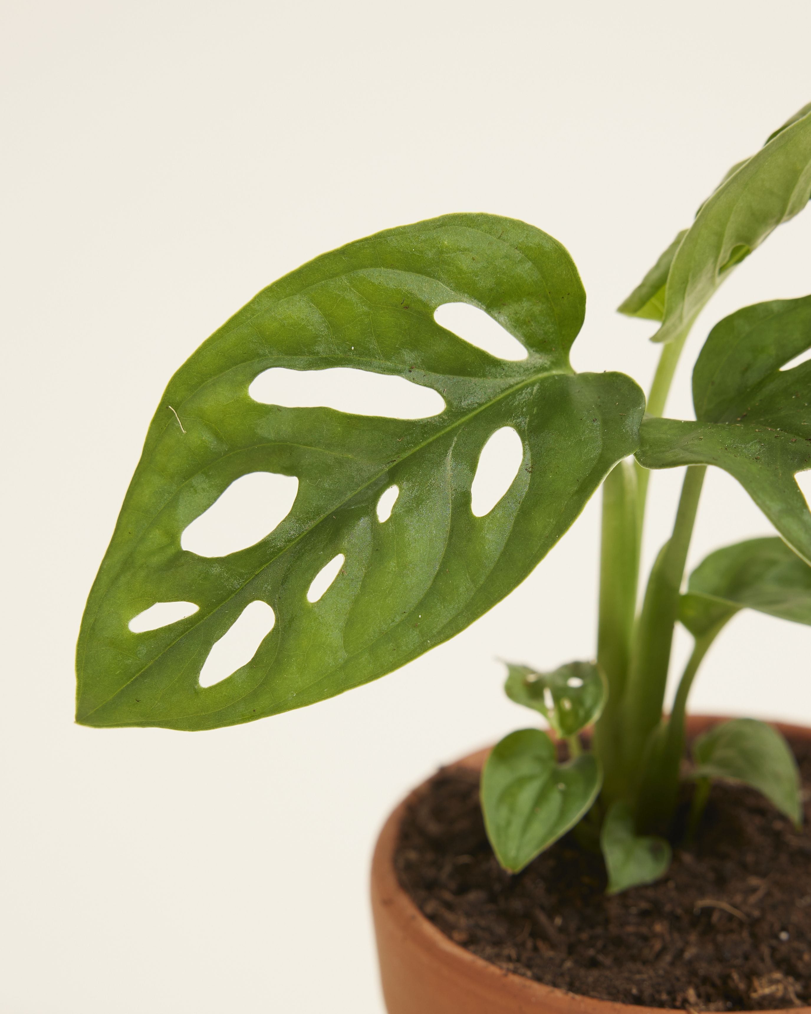 Baby Monstera Adansonii Monkey Mask