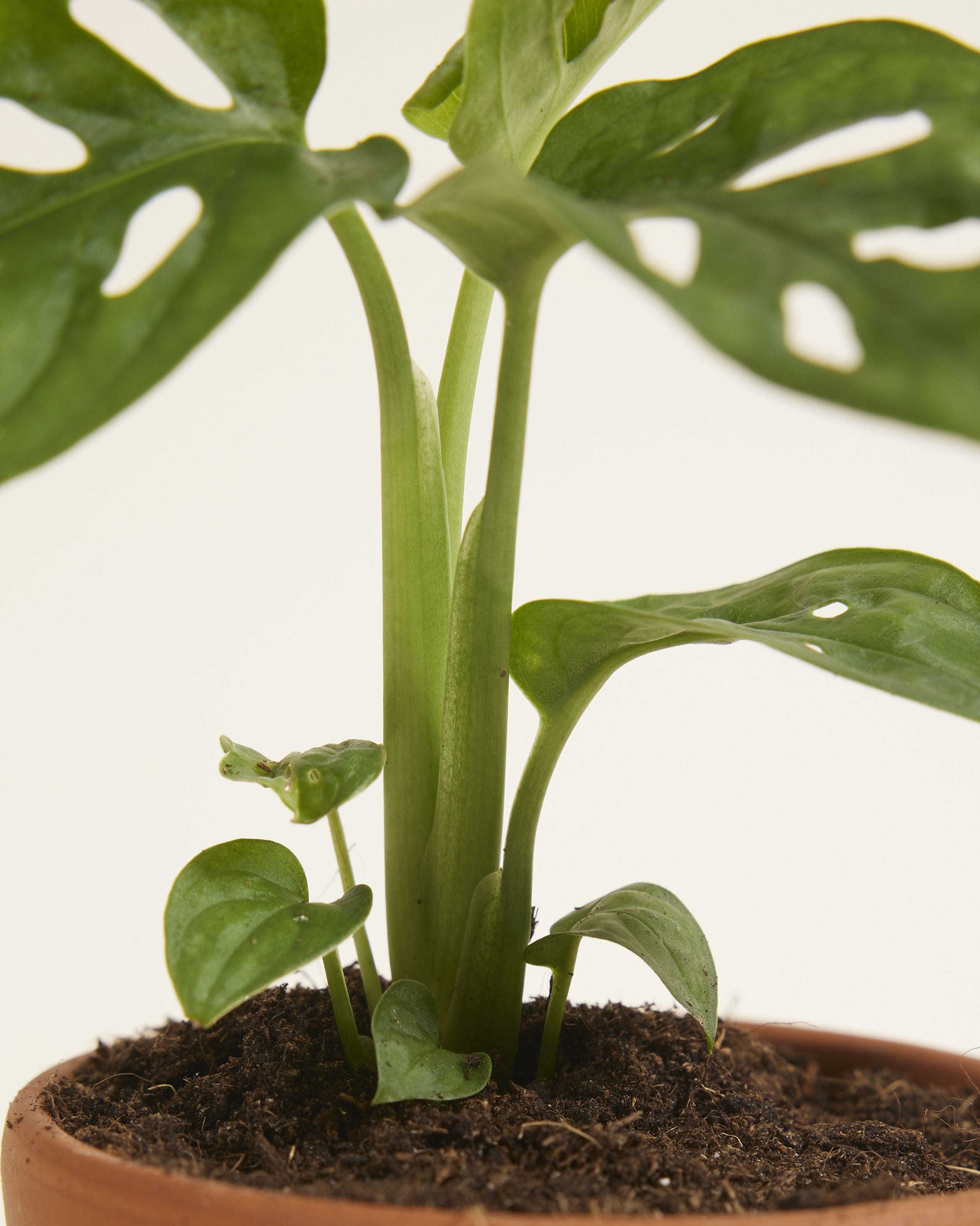 Baby Monstera Adansonii Monkey Mask
