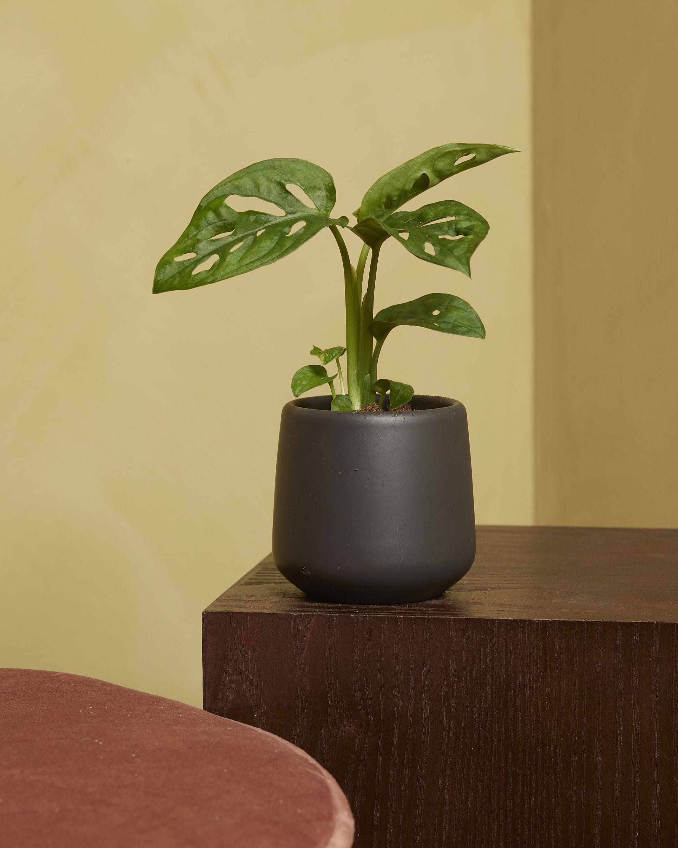Baby Monstera Adansonii Monkey Mask