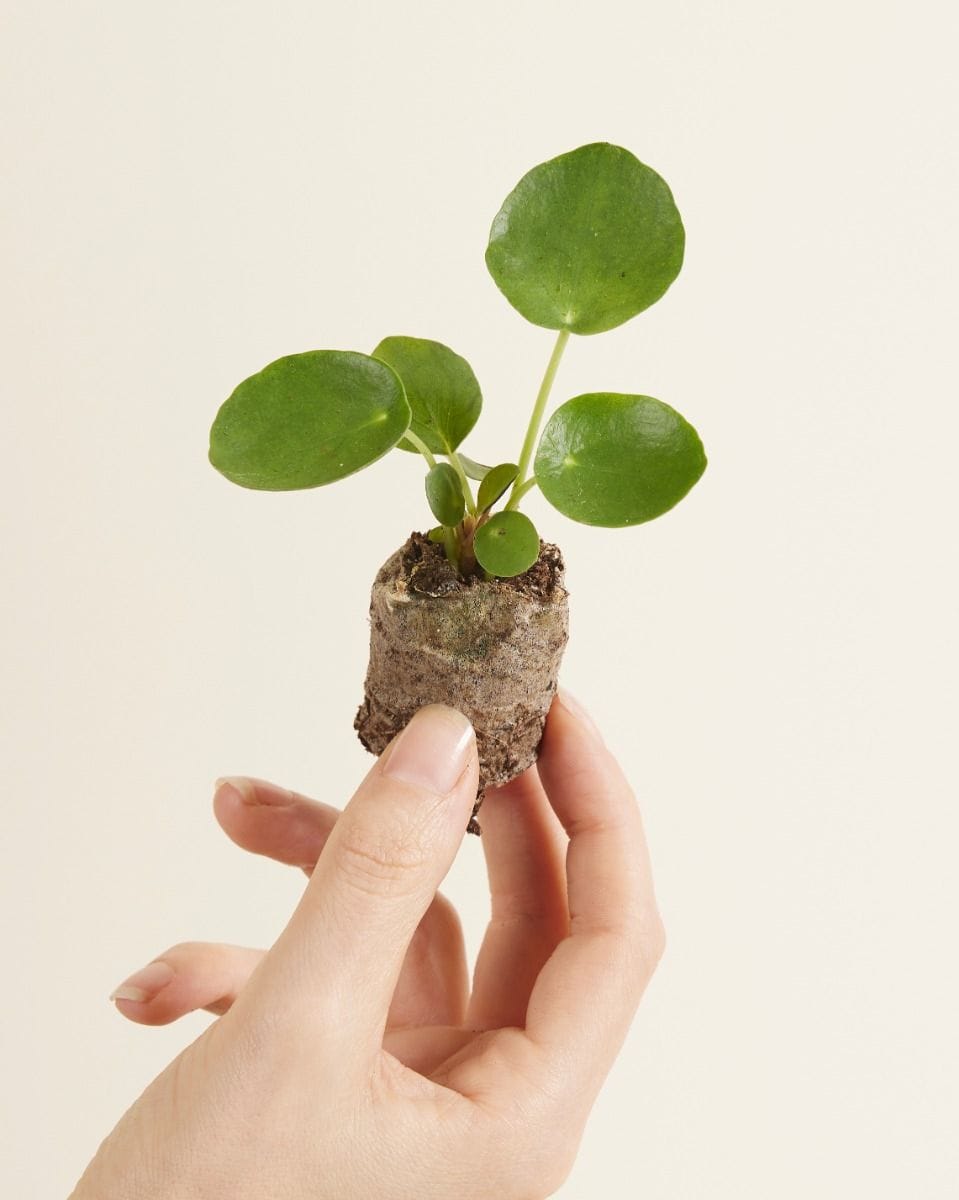 Bebé Pilea Peperomioides Pancake plant Chinese Money Plant