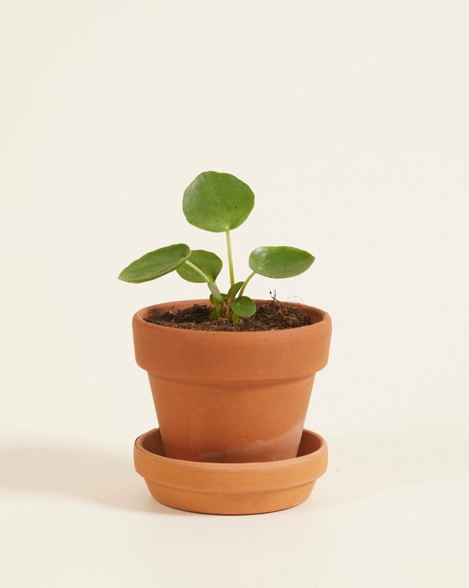 Bebé Pilea Peperomioides Pancake plant Chinese Money Plant