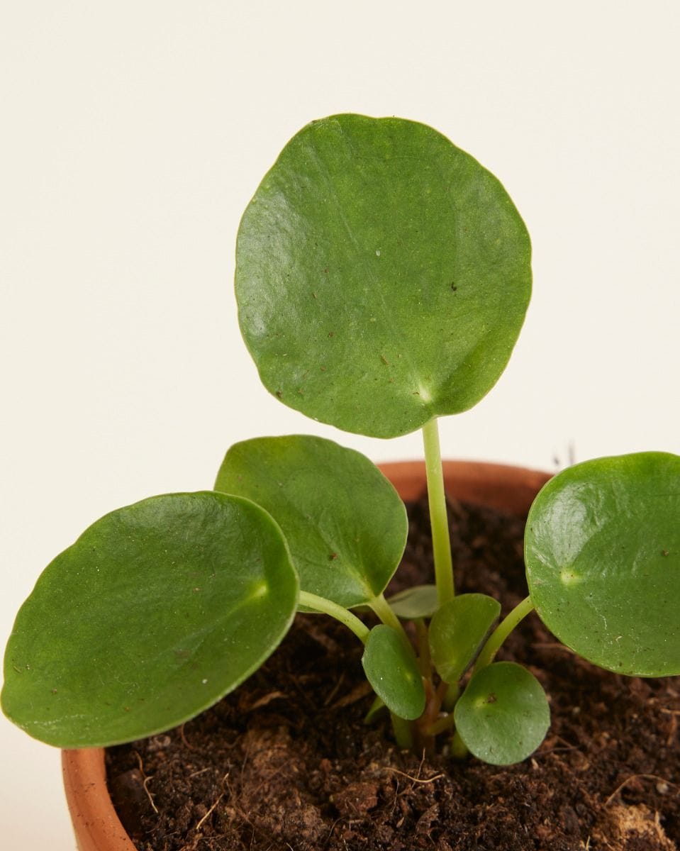 Bebé Pilea Peperomioides Pancake plant Chinese Money Plant