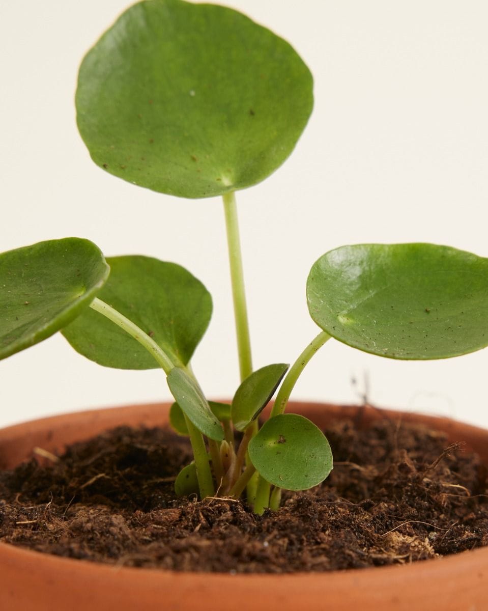 Bebé Pilea Peperomioides Pancake plant Chinese Money Plant