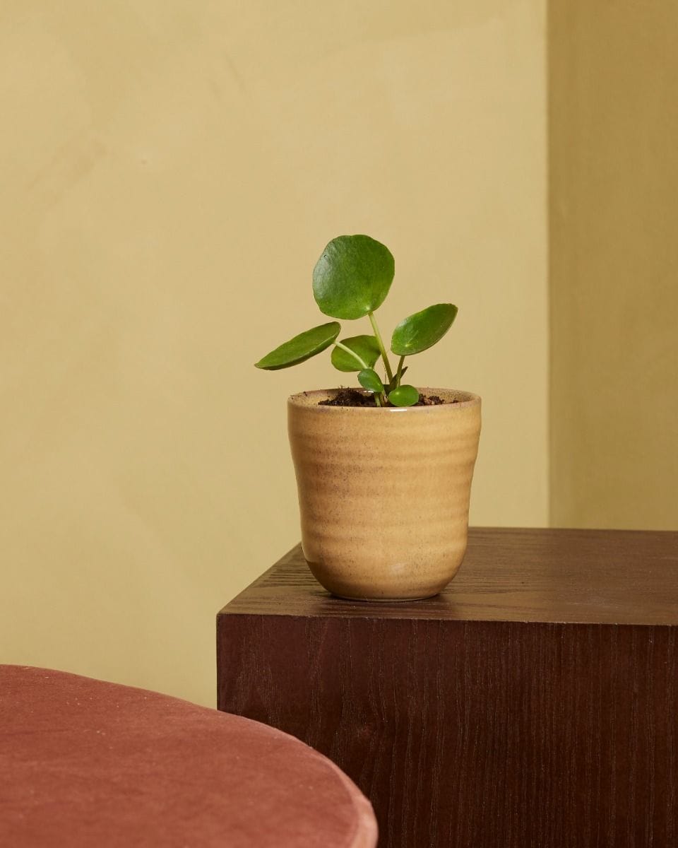 Bebé Pilea Peperomioides Pancake plant Chinese Money Plant