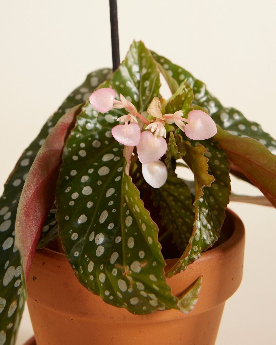 Bebé Begonia Polka Dot Maculata