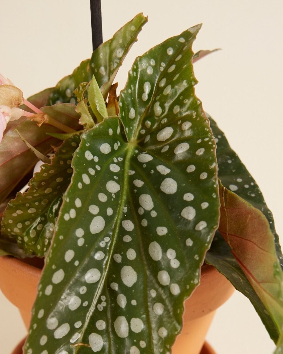 Bebé Begonia Polka Dot Maculata