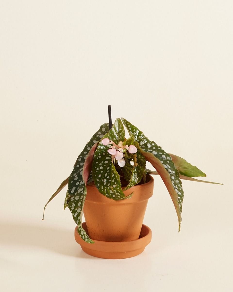 Bebé Begonia Polka Dot Maculata