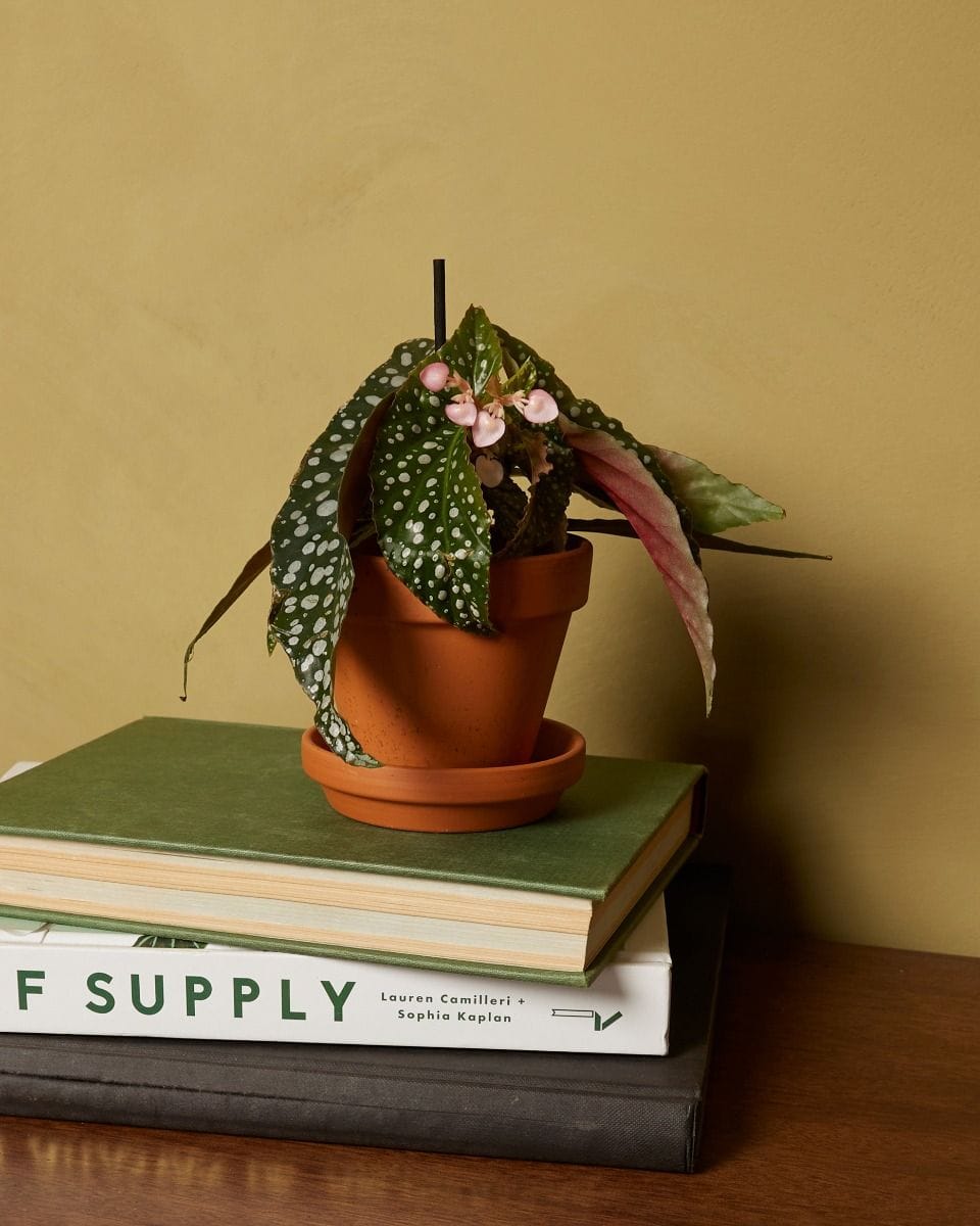 Bebé Begonia Polka Dot Maculata