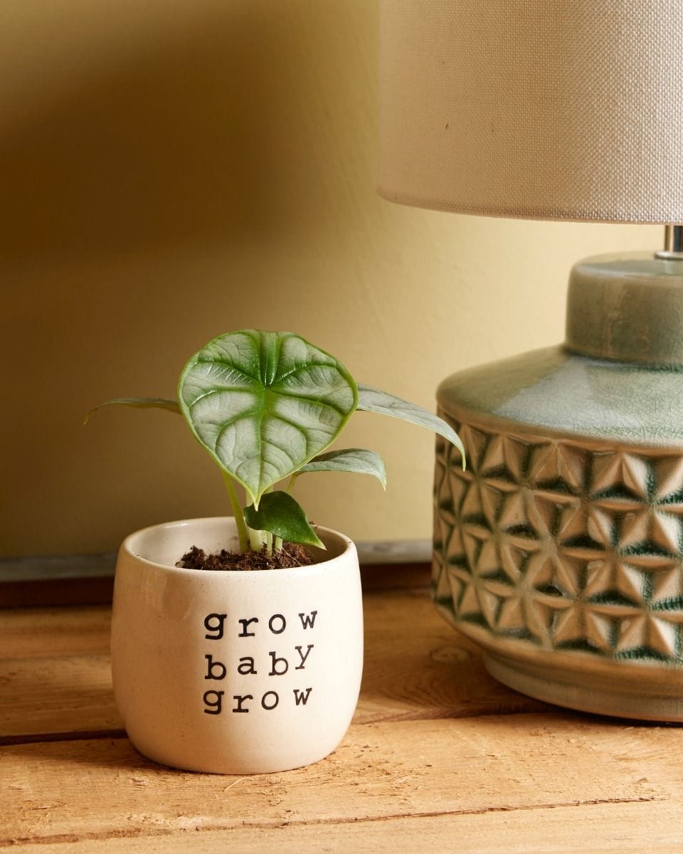 Baby Alocasia Orecchie di Elefante Silver Dragon