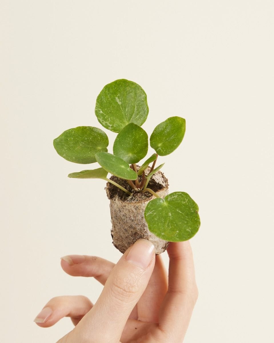 Bebé Pilea Peperomioides Pancake plant Sugar®