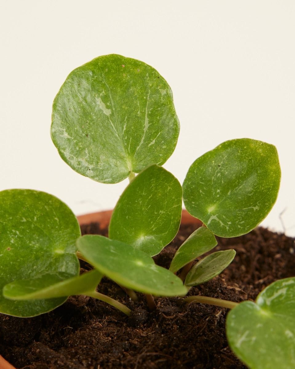 Bebé Pilea Peperomioides Pancake plant Sugar®