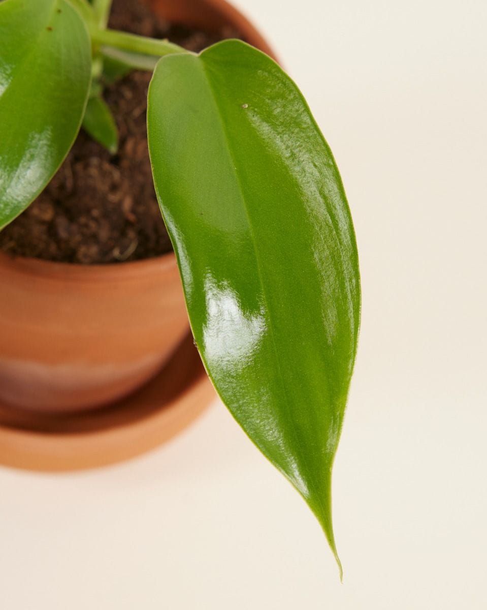Bebé Philodendron Florida Green