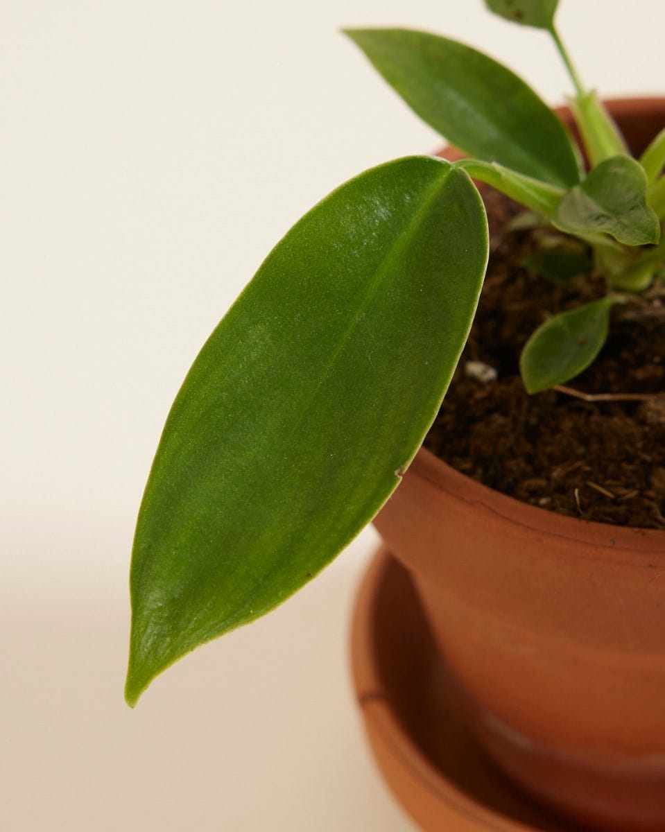 Bebé Philodendron Florida Green
