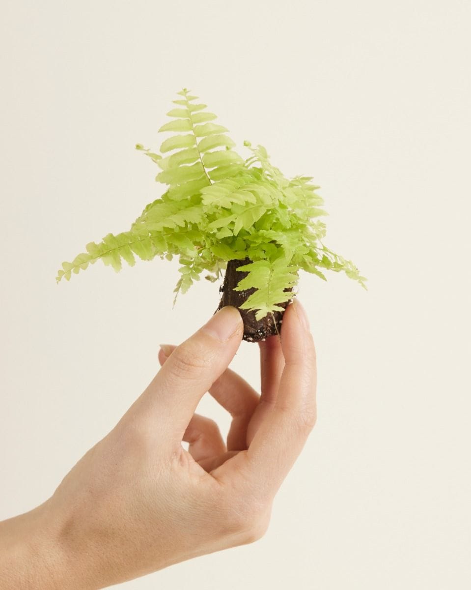 Bebé Nephrolepis Swordfern Blonde