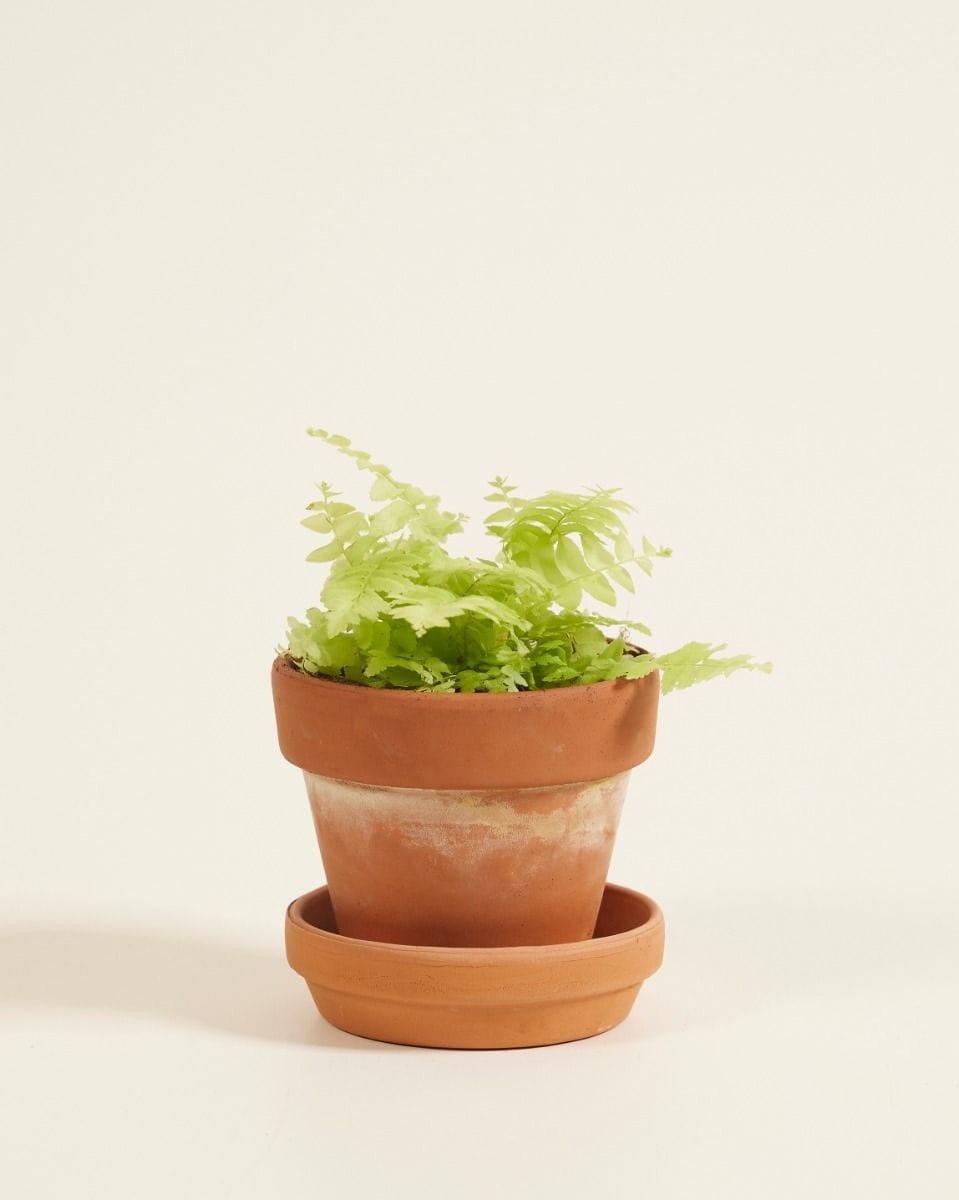 Bebé Nephrolepis Swordfern Blonde