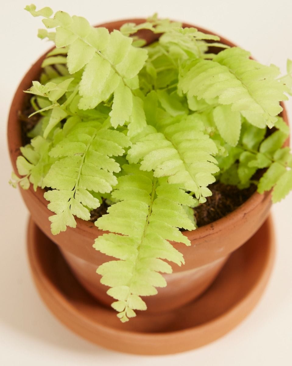 Bebé Nephrolepis Swordfern Blonde