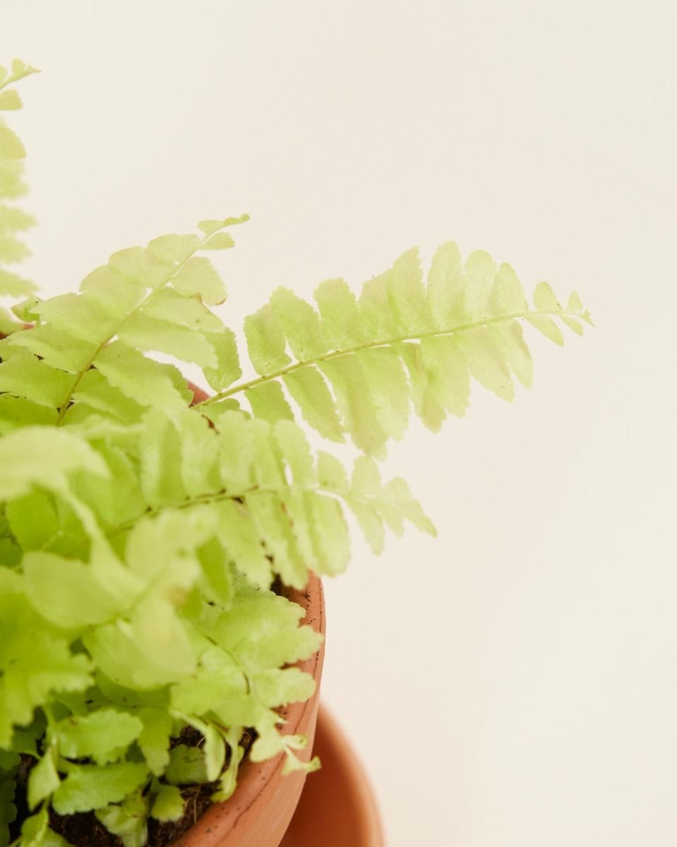 Bebé Nephrolepis Swordfern Blonde
