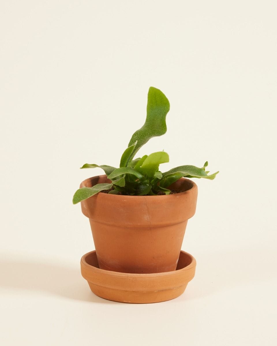 Baby Platycerium Geweihfarn Bifurcatum