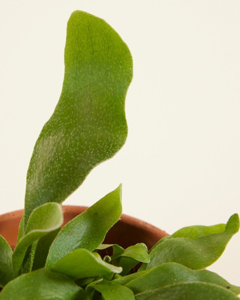 Baby Platycerium Geweihfarn Bifurcatum