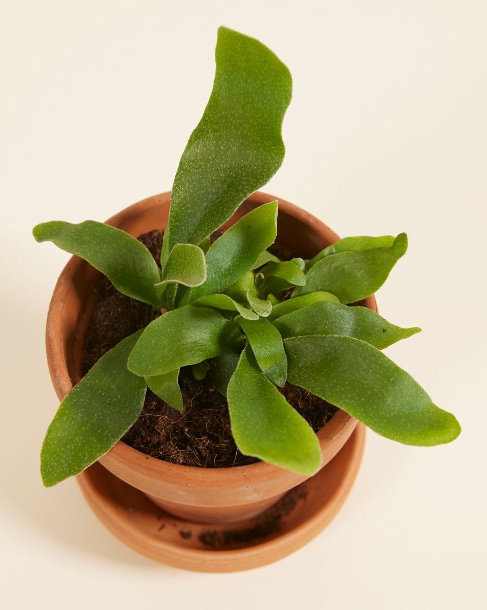Baby Platycerium Geweihfarn Bifurcatum