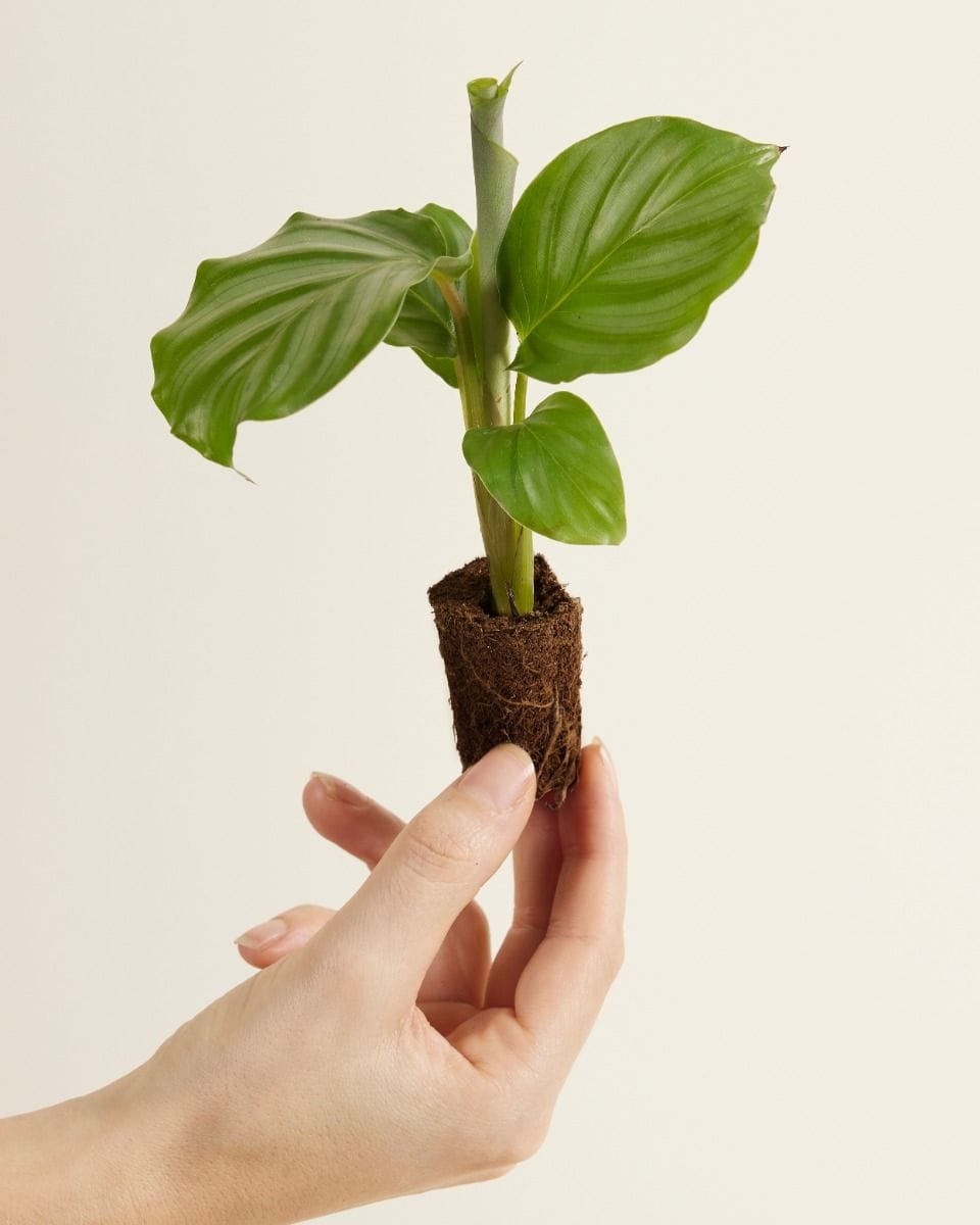 Bebé Calathea Prayer plant Orbifolia