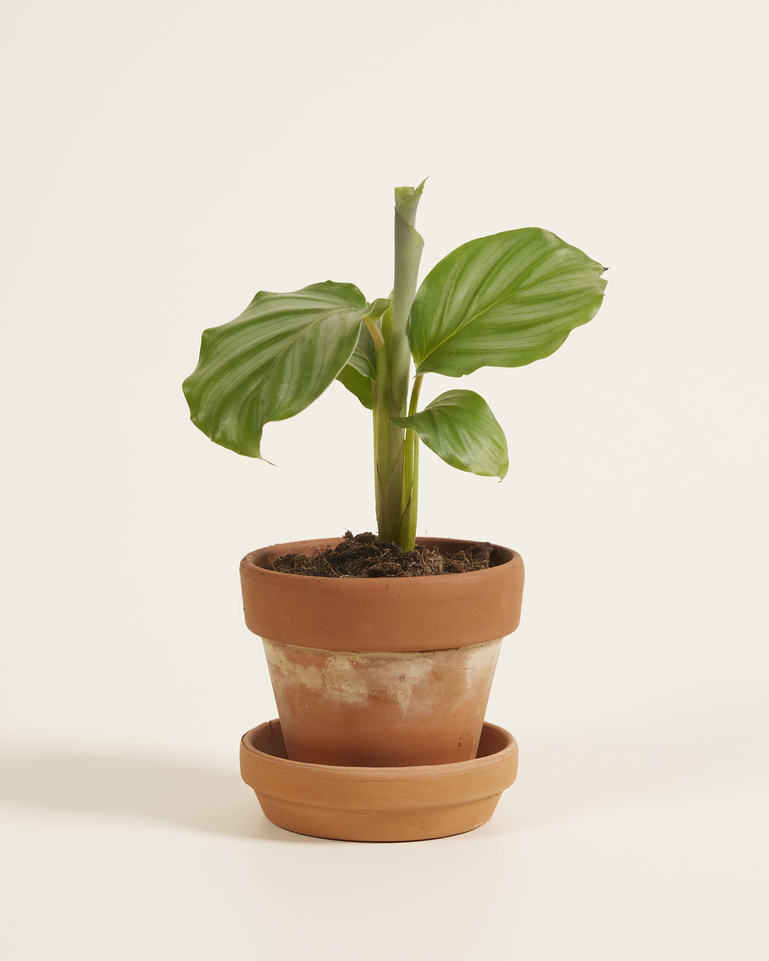 Baby Calathea Prayer plant Orbifolia