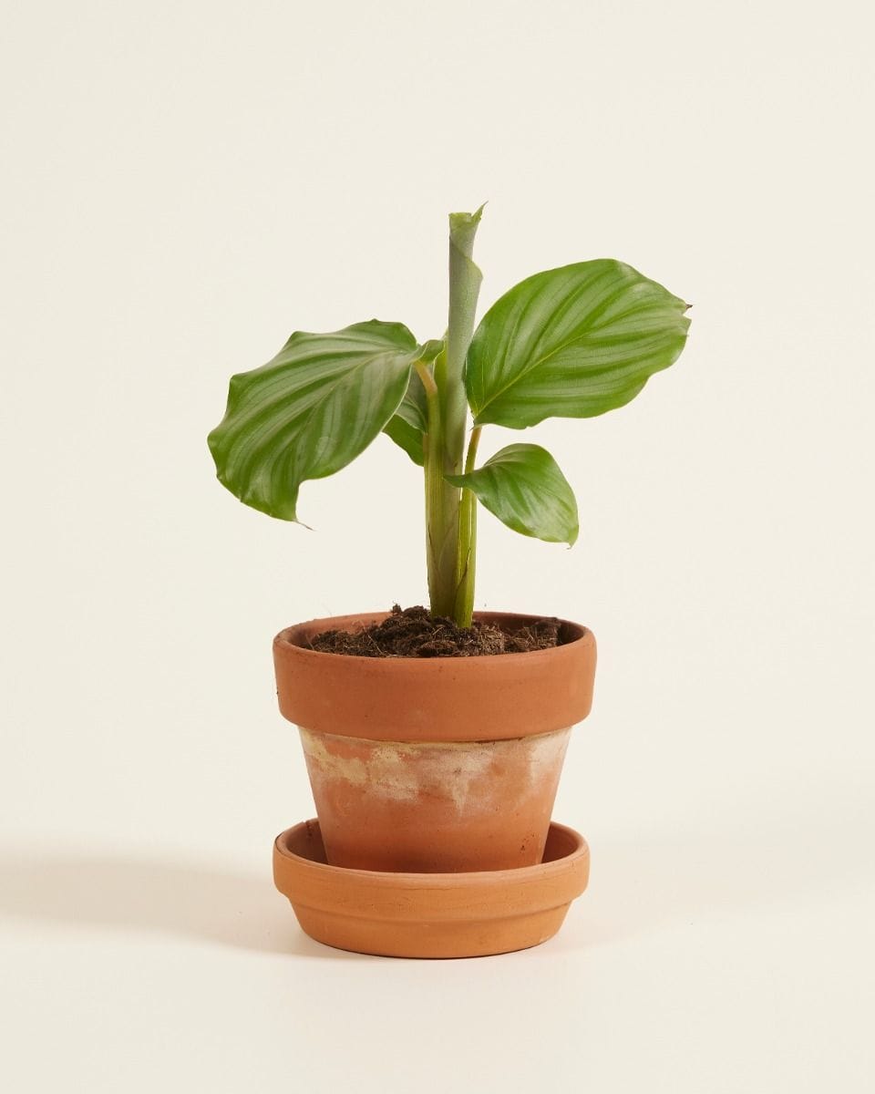 Bebé Calathea Prayer plant Orbifolia