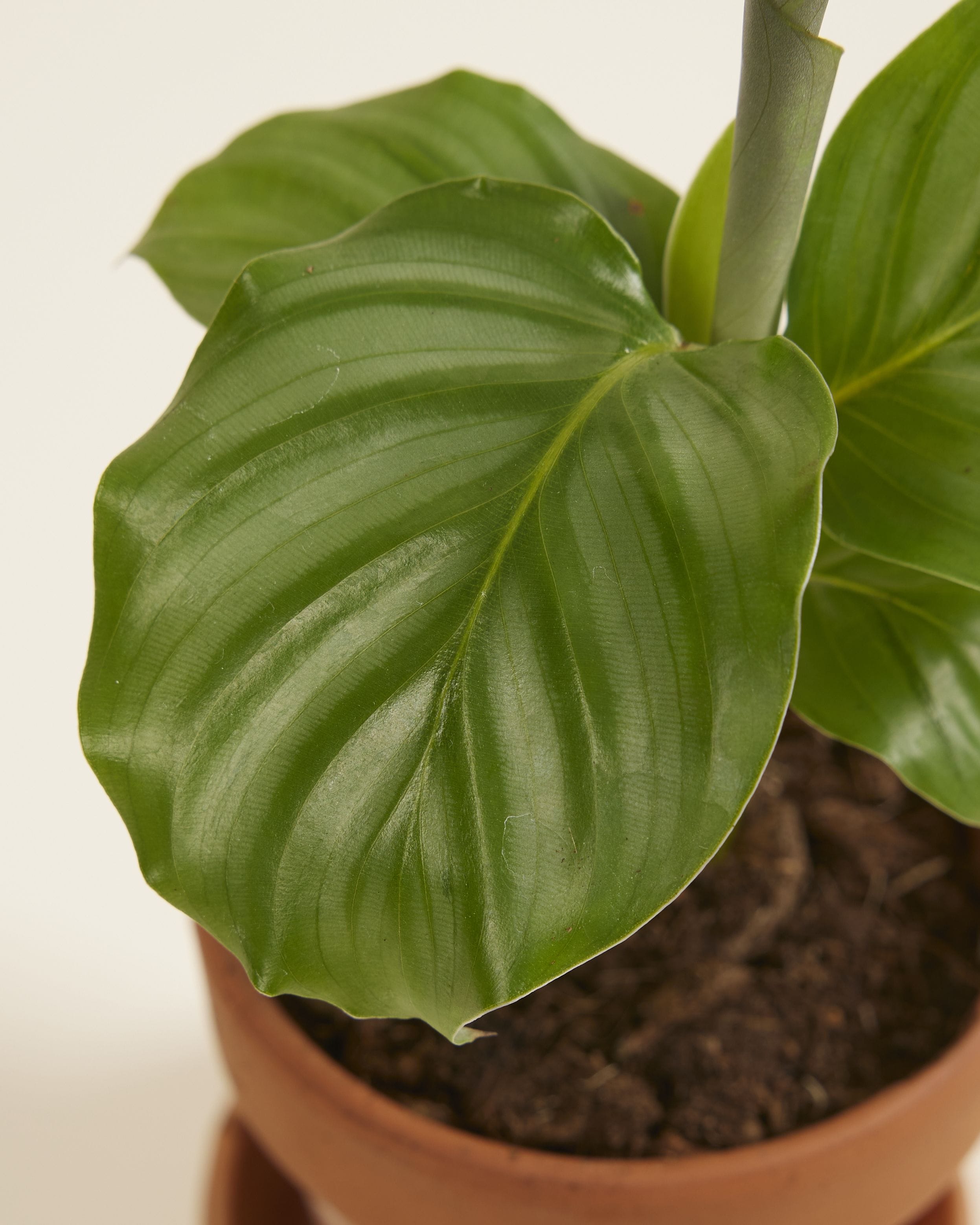 Baby Calathea Prayer plant Orbifolia