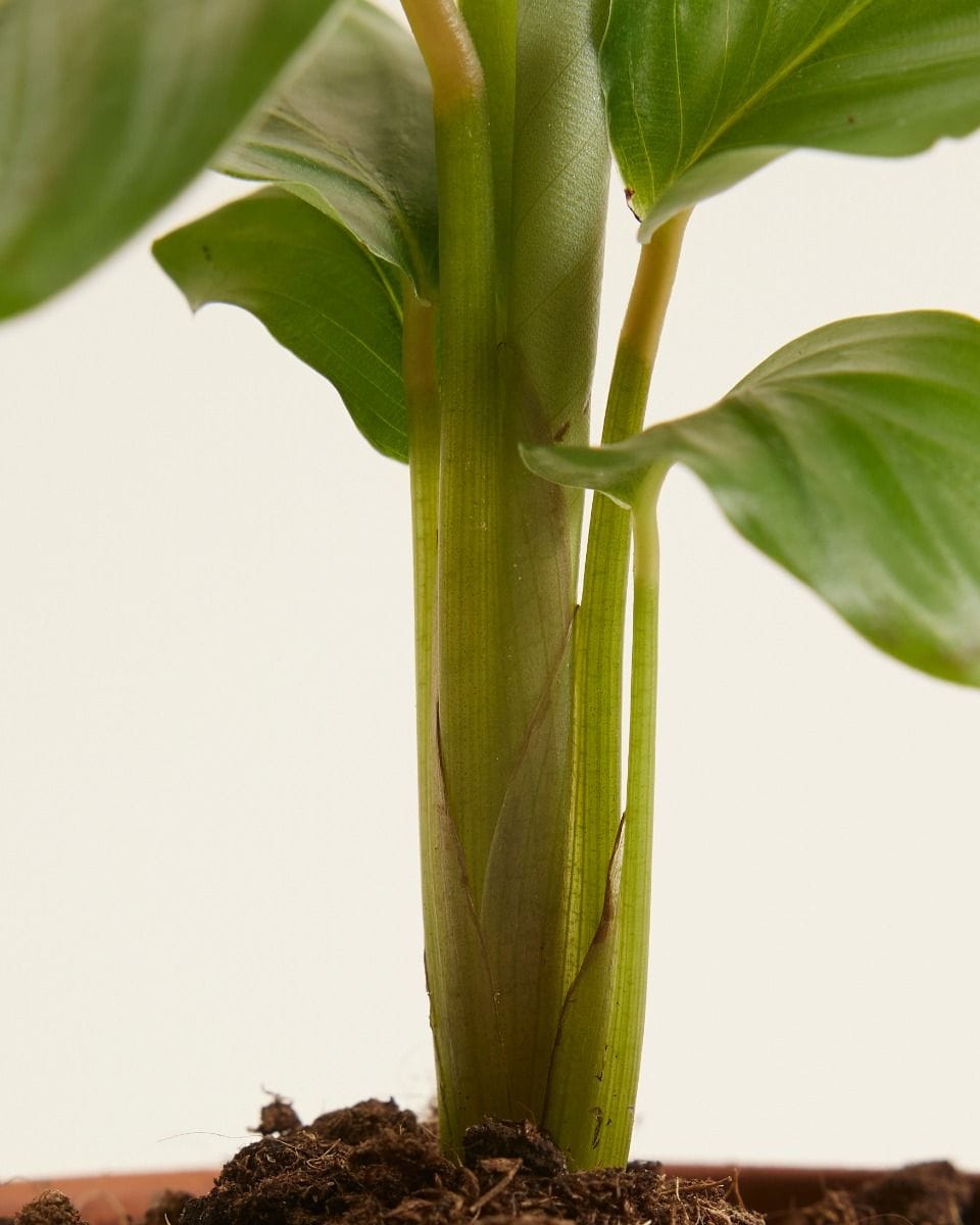 Bebé Calathea Prayer plant Orbifolia