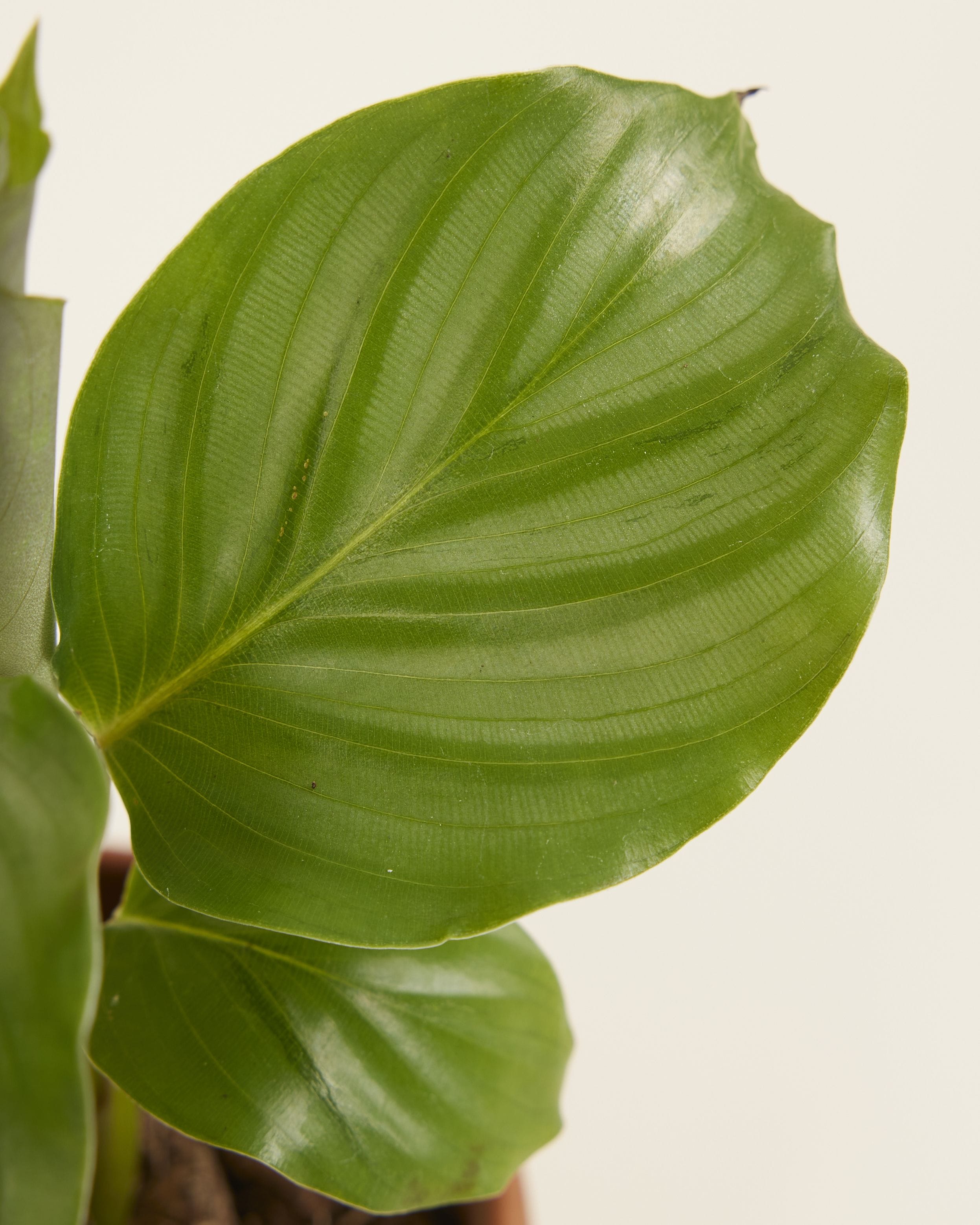 Baby Calathea Prayer plant Orbifolia