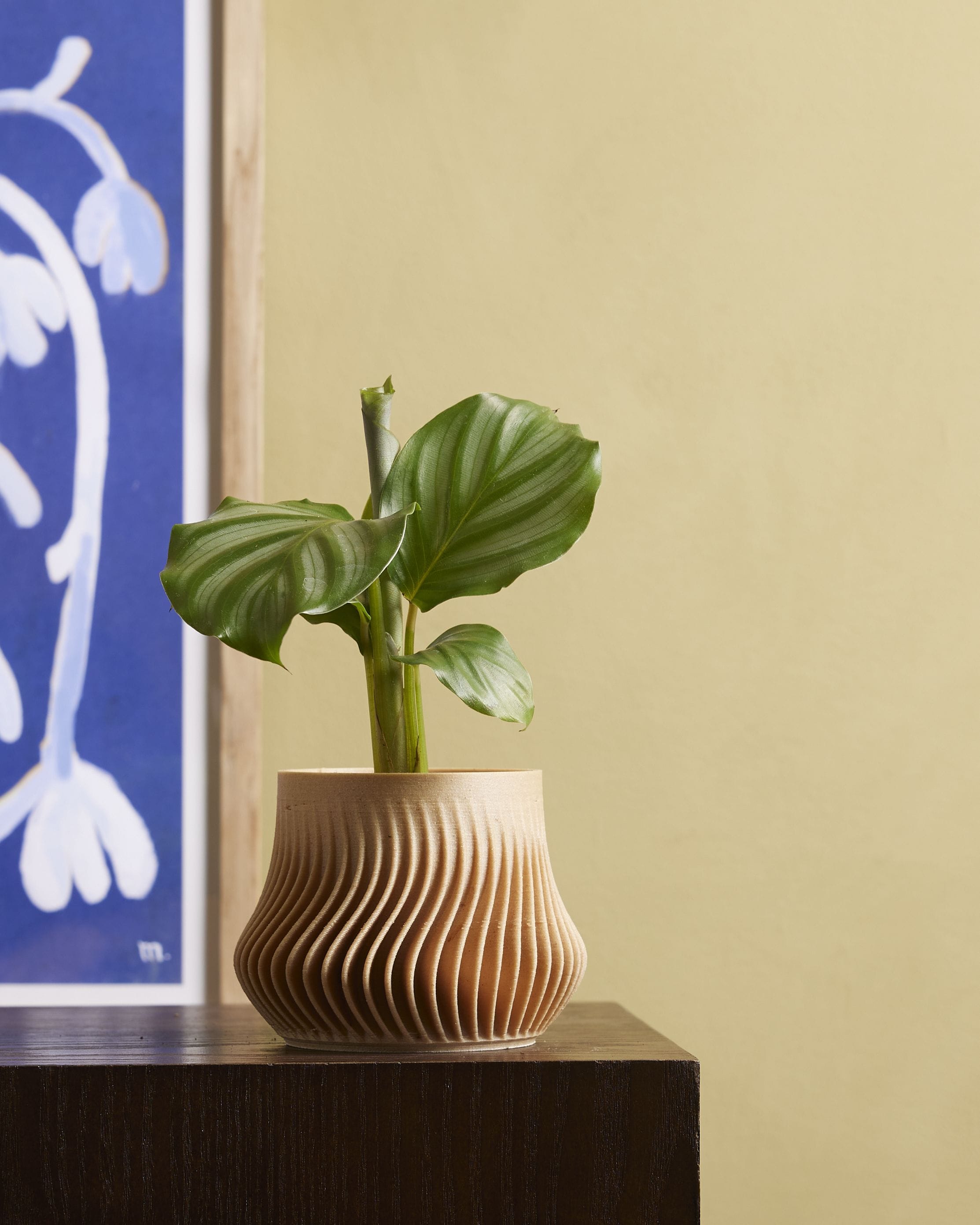Baby Calathea Prayer plant Orbifolia