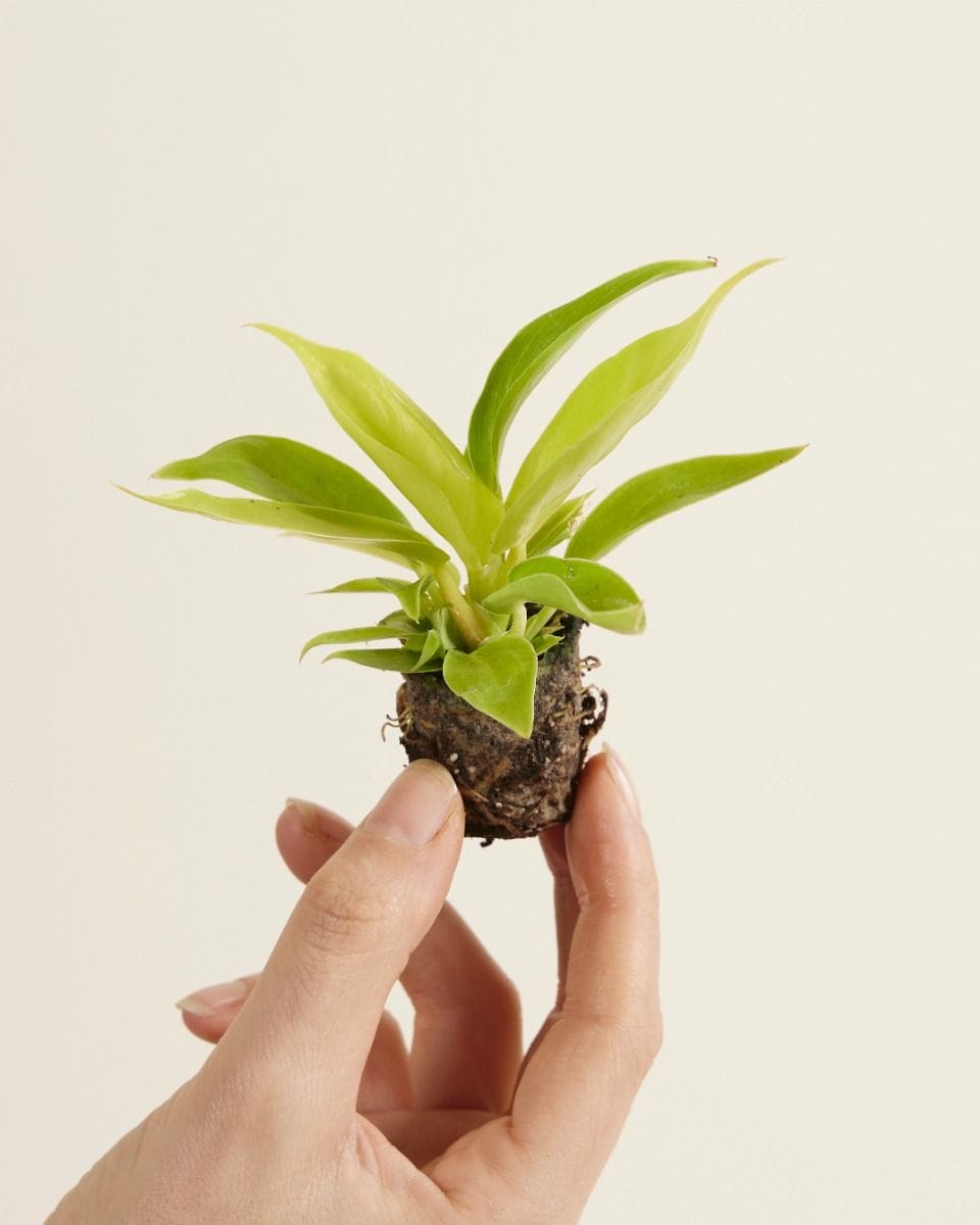 Bebé Philodendron Moonlight