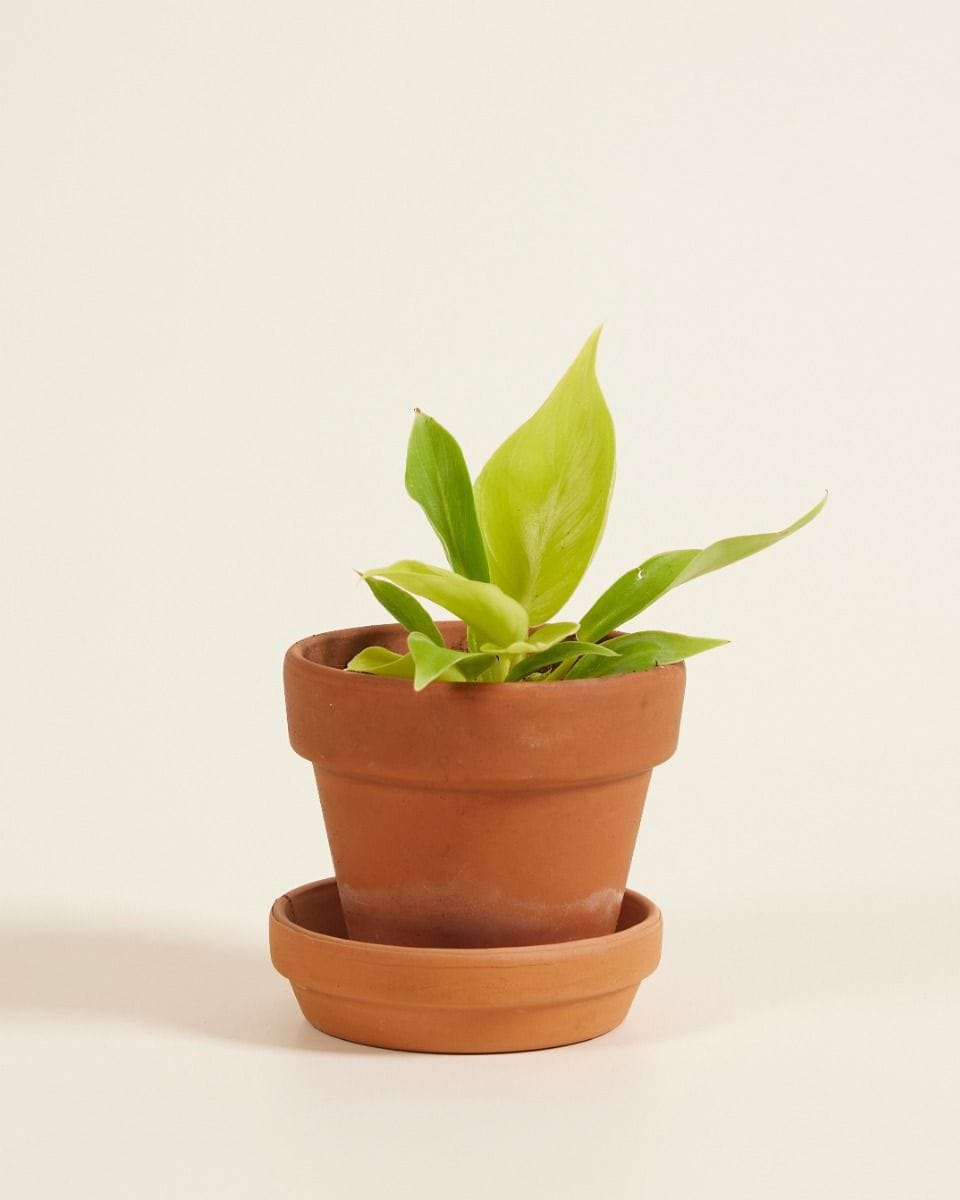 Bebé Philodendron Moonlight