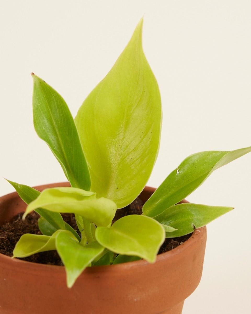 Bebé Philodendron Moonlight